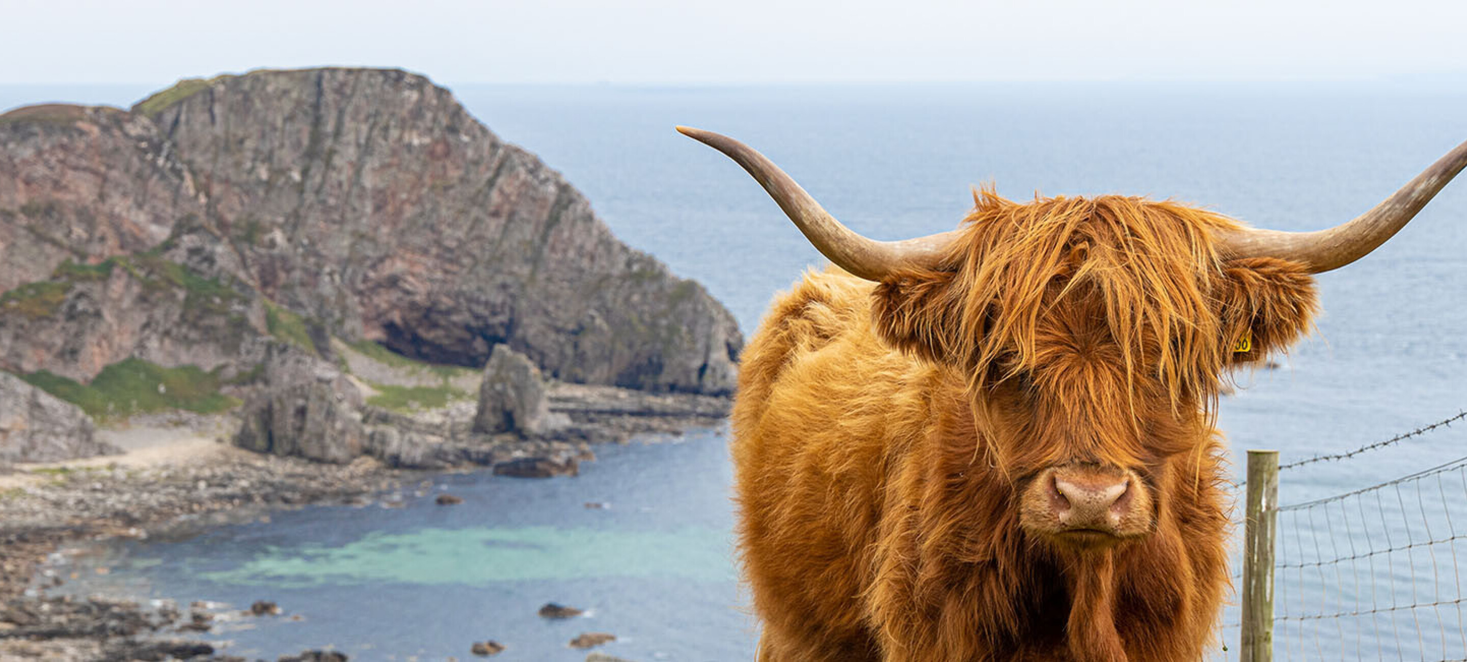 Highland cattle on Islay, Scotland